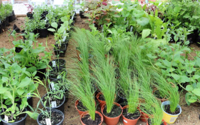 Bränneriets Gård FOTO: High Five Skåne